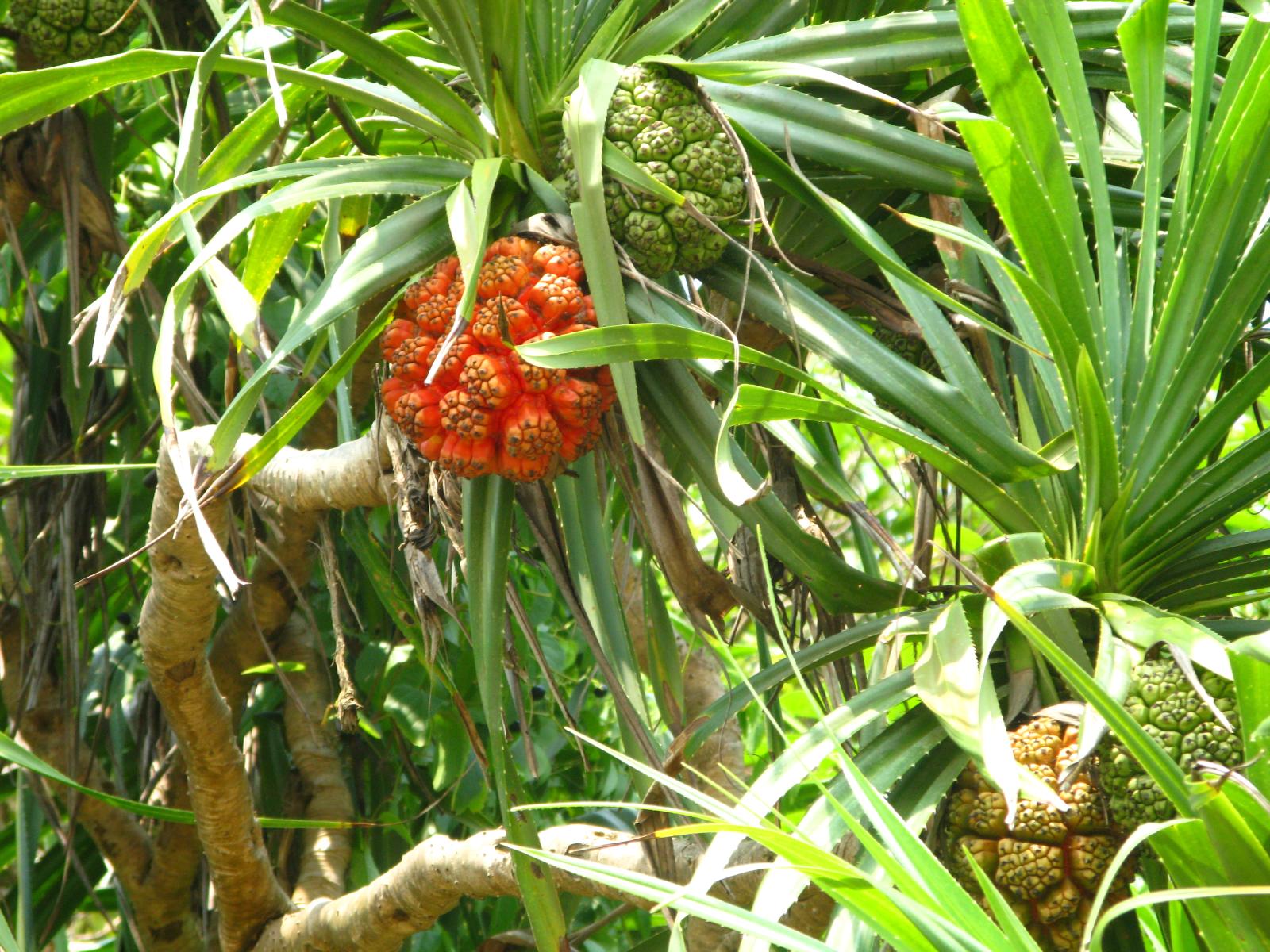 Photographie de Pandanus odorant