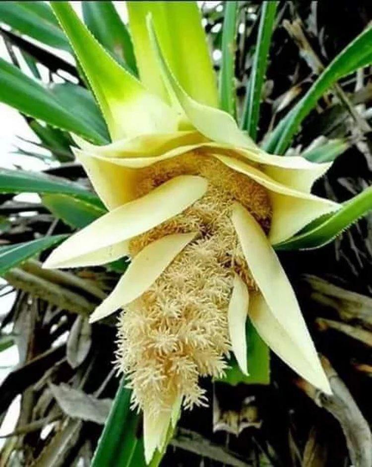 Photographie de Pandanus odorant