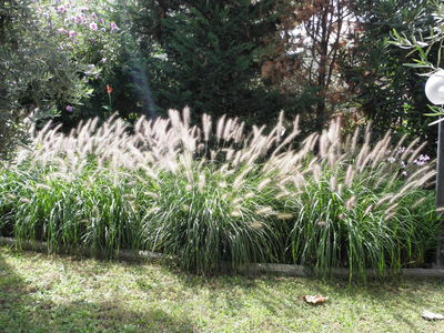 Photographie de Herbe à queue de renard