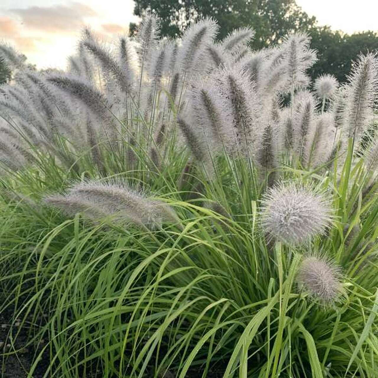 Photographie de Herbe à queue de renard