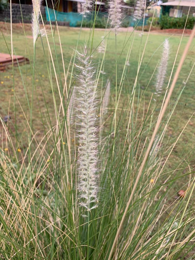 Photographie de Herbe à queue de renard