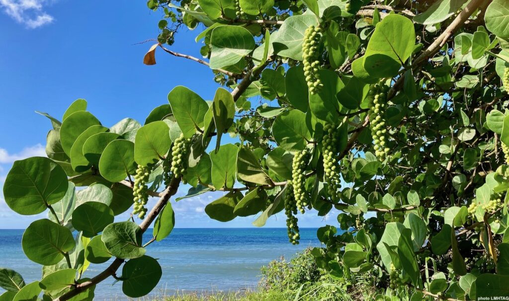 Photographie de Raisinier bord de mer