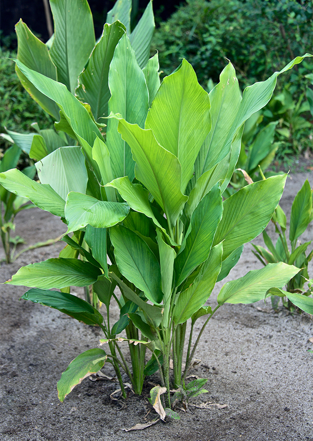 Photographie de Curcuma Longa