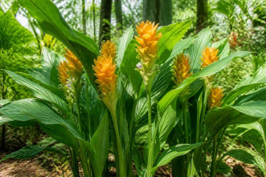 Photographie de Curcuma Longa