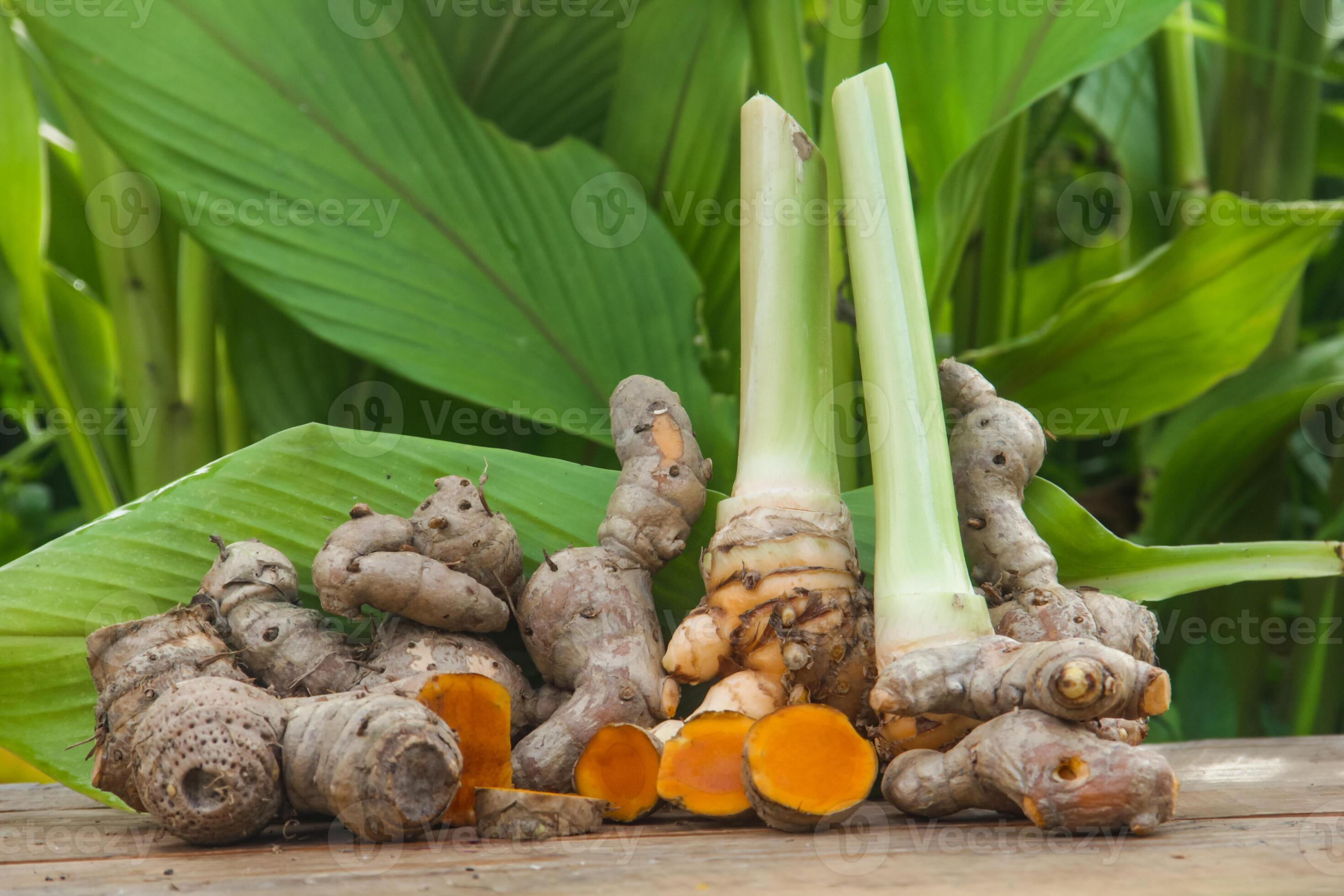 Photographie de Curcuma Longa
