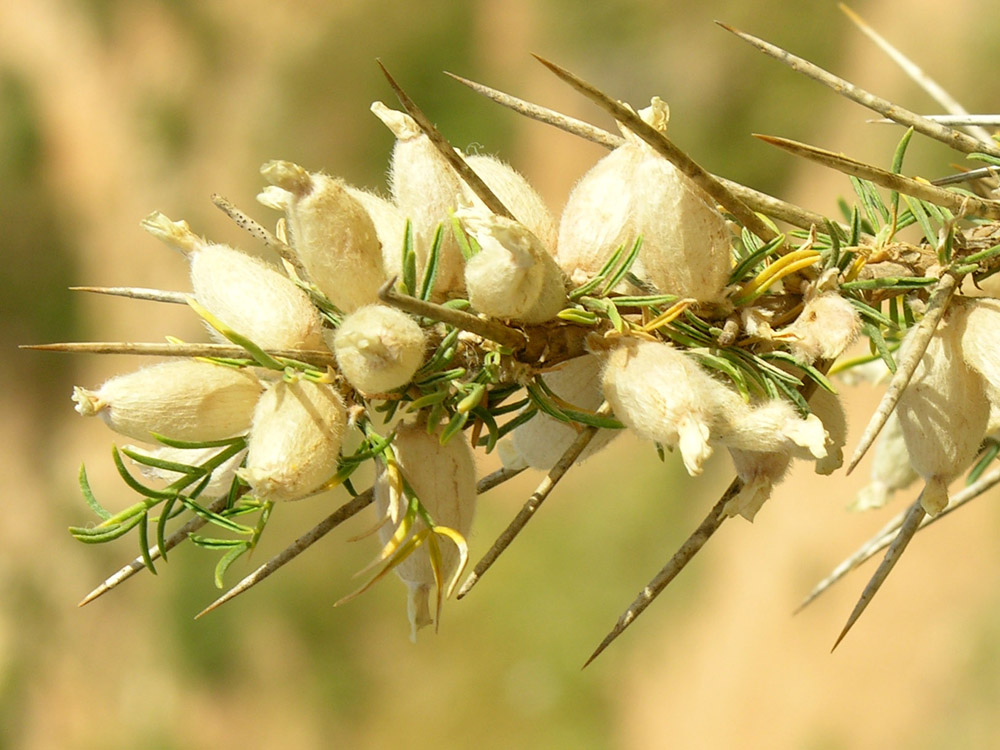 Photographie de Astragale épineux
