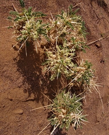 Photographie de Astragale épineux