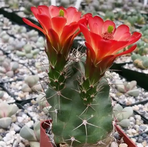 Photographie de Claret Cup Cactus