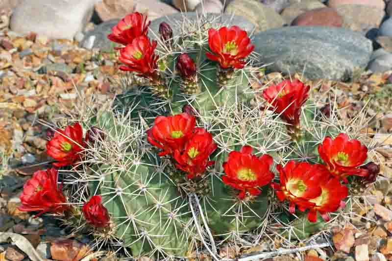 Photographie de Claret Cup Cactus