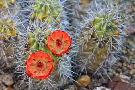 Photographie de Claret Cup Cactus