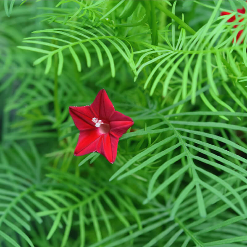 Photographie de Fleur de Cupidon