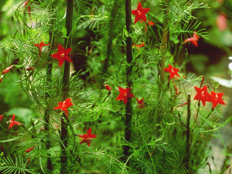 Photographie de Fleur de Cupidon