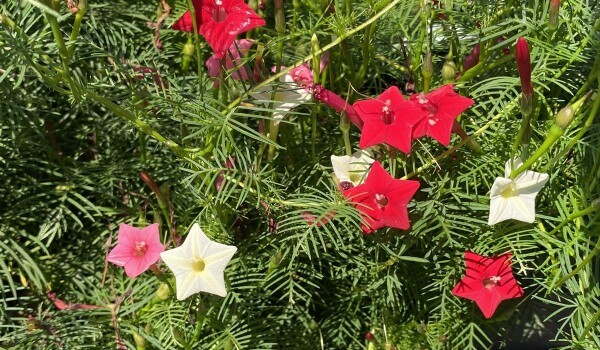 Photographie de Fleur de Cupidon